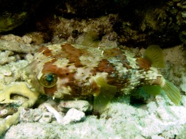 Balloonfish IMG 7257